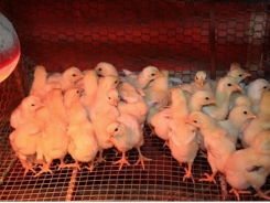 Kỹ thuật úm gà con và chăm sóc gà con giai đoạn từ 1 – 28 ngày tuổi
