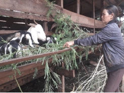 Gia Lai: Nông dân La Le thu nhập cao nhờ chăn nuôi dê