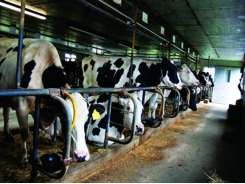 Ảnh hưởng của nhiệt độ đến năng suất sinh sản và sữa của bò