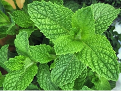 How to Grow and Use Mint