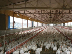 Organic trace minerals aid in optimizing poultry performance