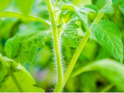 How to Grow Tomatoes from Cuttings