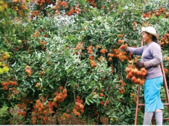 Vietnam’s fruits enter choosy markets