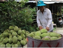 Efforts made to boost Vietnamese fruit exports to China