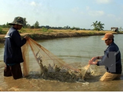 Ca Mau targets 2.5 billion USD from shrimp exports by 2025