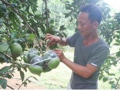 Bí quyết làm giàu: Trồng bưởi hồ lô ở Đồng Nai