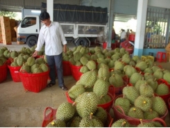 Durian shortage torments Bến Tre