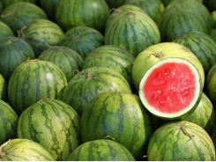 How to Grow Watermelon