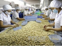 Cashew producers seek credit from banks to import raw materials