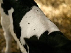 Effective fly control on a dairy farm