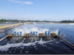 Phương pháp quản lý cơ bản trong nuôi tôm biển bằng công nghệ biofloc tại Mỹ