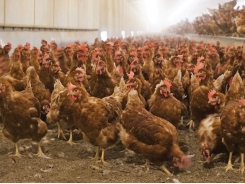 How to prepare for an antibiotic ban in poultry and pig feed