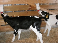 Hội chứng Chướng bụng cấp ở bê giống bò sữa