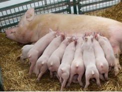 Hiệu quả của ketoprofen đối với lượng thức ăn tiêu thụ của lợn nái, hành vi cho con bú