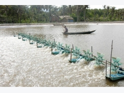 Trà Vinh farmers grow mangrove forests to breed shrimp, other species