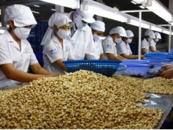 Cashew nut exports up 17% in first half of 2018