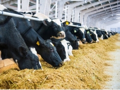 Kỹ thuật nuôi bò lấy sữa sau đẻ