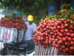 Bac Giang earns 5.4 trillion VND from lychees