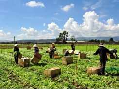 MM Mega Market honours Đà Lạt farmers