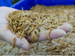 Insect meal, oil show potential for partial fishmeal, oil replacement