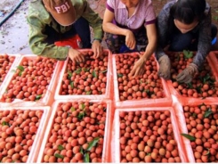 Vietnamese lychees exported to Malaysia lure consumers