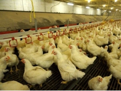 Designing poultry nutrition programs to optimize profitability