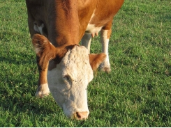 How to properly assess dairy cow trace mineral status