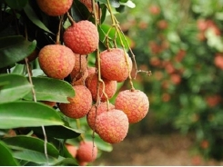 Bắc Giang to record $240 million in lychee value