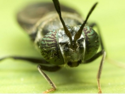Black soldier fly can benefit poultry farmers, environment