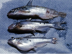 Channel Catfish Virus Disease