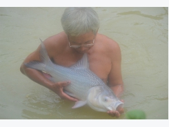 Nuôi cá hô trong ao đất