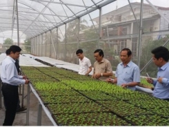 Quang Tri lures investment in hi-tech agriculture