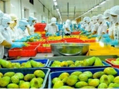 Vietnam still fumbles for way to bring fruit to global market