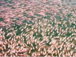 Kinh nghiệm sản xuất 700 triệu con cá giống bằng nước giếng khoan