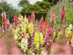 Growing Snapdragons Flowers: A How To Guide