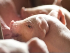 'Bioactive components in cereals should not be overlooked for pig diets'