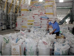 Việt Nam’s rice exports to Malaysia show strong growth