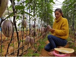 Trồng thành công dưa pepino tím tại Đà Lạt