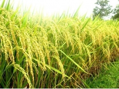 Công nghệ mới ngăn chặn sự lây lan của virus hại lúa