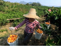 Success for emerging citrus farmers