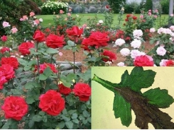 Tuyệt chiêu phòng bệnh héo Verticillium trên hoa hồng