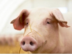 Feeding rice bran to grow/finish pigs has benefits, trade-offs