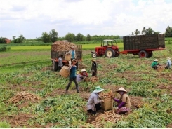 Cassava exports to Japan surge