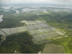 Shrimp farming industry in Ecuador, part 1