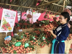 Bac Giang litchi growers opt for quality over quantity