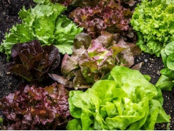 Growing lettuce for the home garden – part 1