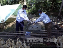 Chủ động phòng, chống dịch bệnh cho gia súc mùa mưa bão