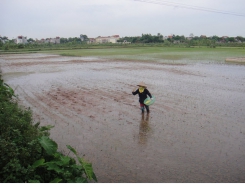 Một số biện pháp kỹ thuật thâm canh lúa mùa 2019