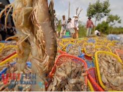 Shrimp price drop worries farmers in Mekong Delta