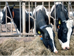 Uruguay: Fresh forage and TMR mixed diets may be cheaper, support high milk yield